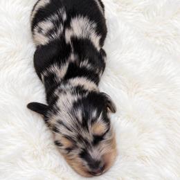 Zero - Dapple male Dachshund puppy in Perris, California from THE DACH HOUSE ♡