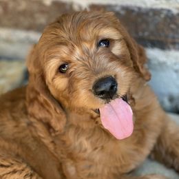 Goldendoodles from Sassy-Lu Doodles