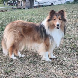 Kiara - Shetland Sheepdog