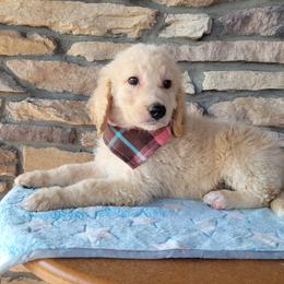Marshall - Apricot male Goldendoodle puppy in Grabill, Indiana from Rose's Doodles