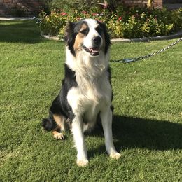 Bun - Australian Shepherd