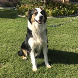 Bun - Australian Shepherd