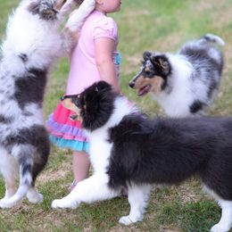 Collie and Shetland Sheepdog Puppies from Zandria Collies and Shetland Sheepdogs