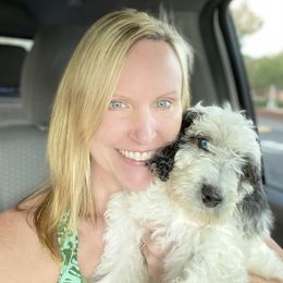 Goldendoodle Puppies from Patriot Puppies