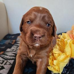 Esme - Red  female Goldendoodle puppy in Pine Grove, California from Lundee Doodles