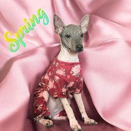Spring - White and black female American Hairless Terrier puppy in Buckingham, Illinois from Gaus Hof