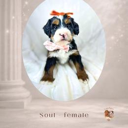 Soul - Tri-color female Bernedoodle puppy in Canton, Georgia from Teddy Puppies