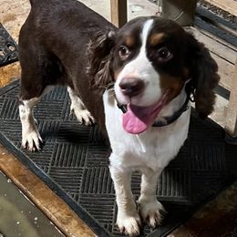 English Springer Spaniel All Grown Up from Klark English Springer Spaniels