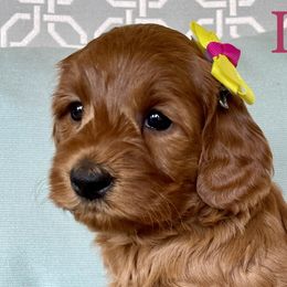 Girl 2 - Red Australian Labradoodle puppy in Roseville, California from Darby Park Doodles