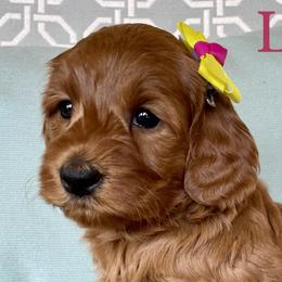Girl 2 - Red Australian Labradoodle puppy in Roseville, California from Darby Park Doodles
