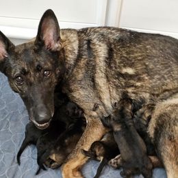 Boy 1 - Black male German Shepherd puppy in Conroe, Texas from Aus der Asche German Shepherds