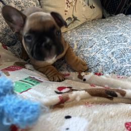 French Bulldog Puppies from Fishie's Frenchies