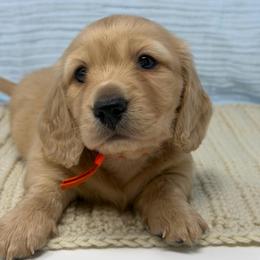 Whimsy - Cream male Dachshund puppy in Murfreesboro, Tennessee from Kimbrie's Dream Cream Doxies