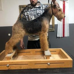 Picasso - Welsh Terrier