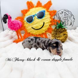 McFlurry - Dapple female Dachshund puppy in Prairieville, Louisiana from Southern Barron Danes & Dachshunds