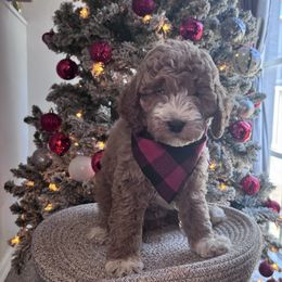 Knox - Red  male Goldendoodle puppy in Fort Myers, Florida from Gandy’s Tails of Joy