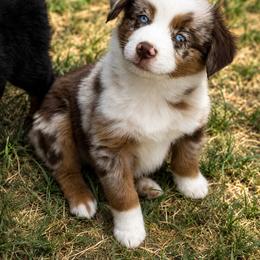 Butterball - Red merle male Miniature American Shepherd puppy in Milton Freewater, Oregon from Sparkling Cross Toy & Mini Aussies