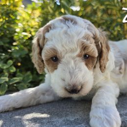 Aussiedoodle, Bernedoodle, Poodle, and Sheepadoodle Puppies from Draper Mountain Doodles