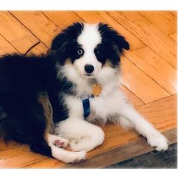 Toy Australian Shepherd Puppies from Kickapoo Creek Toy Aussies