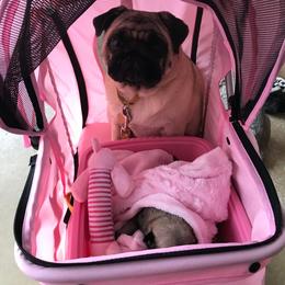 Pug Puppies from Pickwick Pugs