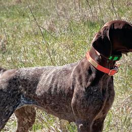 Desi - German Shorthaired Pointer