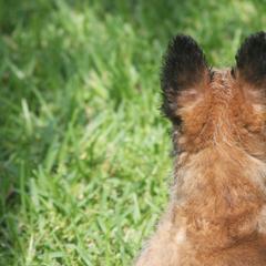Belgian Laekenois Puppies from Chiens de Rafale