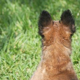 Belgian Laekenois Puppies from Chiens de Rafale