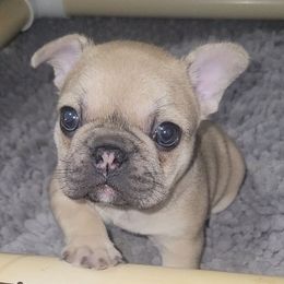 Big Bootie Judy - Fawn female French Bulldog puppy in Ardmore, Oklahoma from Big Ox Bulldogs