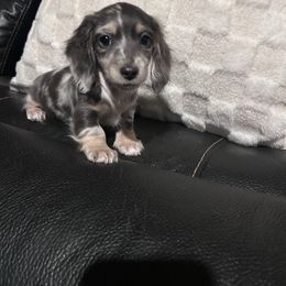 Duke - Dapple male Dachshund puppy in Cheyenne, Wyoming from Great Basin Hounds