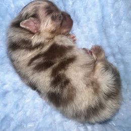 Finn - Chocolate merle male Pomeranian puppy in Waterloo, Indiana from Garcias Pomeranian