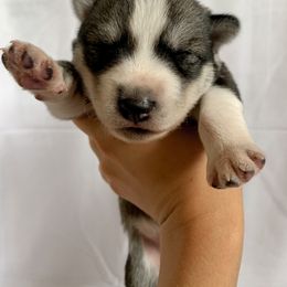 Siberian Husky Puppies from SoFlo Siberians