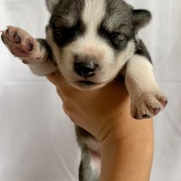 Siberian Husky Puppies from SoFlo Siberians