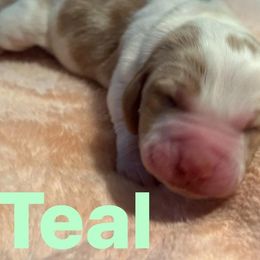 Basset Hound Puppies from Three Boys Bassets
