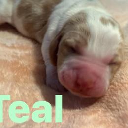 Basset Hound Puppies from Three Boys Bassets