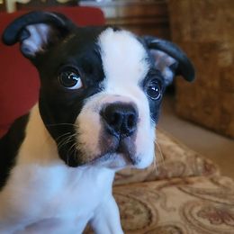 Boston Terrier Puppies from Our Gang Bostons