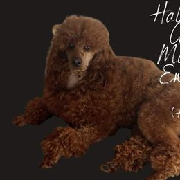 Halleli - Poodle