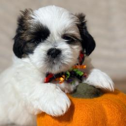 Romeo - Tricolor male Shih Tzu puppy in Northridge, California from Our ShihTzu Family