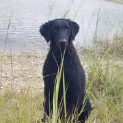 Curly-Coated Retriever Puppies from The Thompsons in Partnership with Podunk CCRs