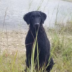 Curly-Coated Retriever Puppies from The Thompsons in Partnership with Podunk CCRs