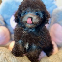 Duffie - Silver female Poodle puppy in Hilo, Hawaii from Premium Teacup Puppy of Hawaii