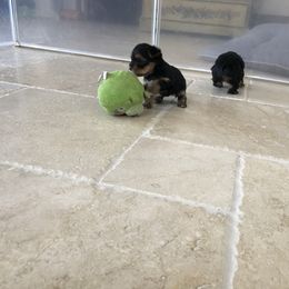 Yorkshire Terrier Puppies from Happy Little Yorkies