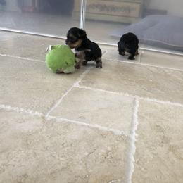 Yorkshire Terrier Puppies from Happy Little Yorkies