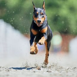 Aslan - Doberman Pinscher