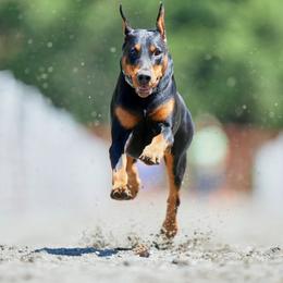 Aslan - Doberman Pinscher