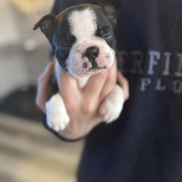 Jamison - Brindle and white Boston Terrier puppy in Brandon, South Dakota from Lakeview Bostons