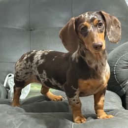 Pebbles - Dachshund