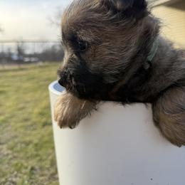Zeus - Wheaten brindle male Cairn Terrier puppy in Lipan, Texas from Flyin G Cairns