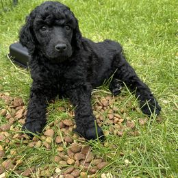 London - Black male Poodle puppy in Ephrata, Washington from NCR Ranch
