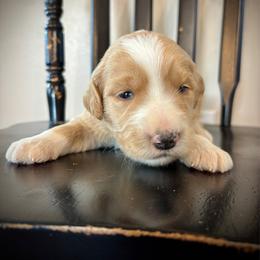 Girl 2 - Apricot female Goldendoodle puppy in Mattawan, Michigan from Doodifuldoods
