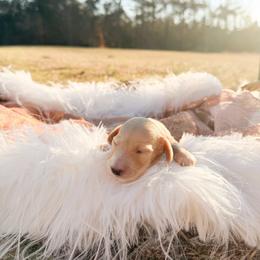 Archie - Cream male Dachshund puppy in New Albany, Mississippi from Double A. Doxies